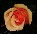 Peachy Rose-1